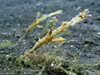 Delicate ghostpipefish (Solenostomus leptosoma)