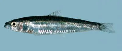 Delicate round herring (Spratelloides delicatulus)