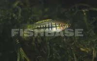Delicate swordtail (Xiphophorus cortezi)