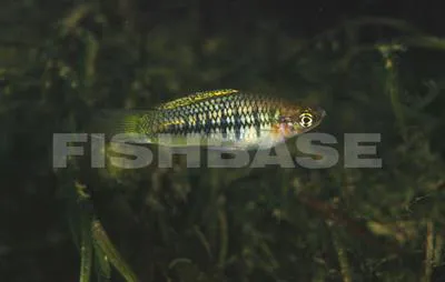 Delicate swordtail (Xiphophorus cortezi)