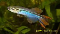Delta killi (Fundulopanchax deltaensis)