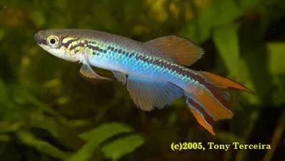 Delta killi (Fundulopanchax deltaensis)