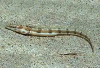 Delta pikeblenny (Chaenopsis deltarrhis)