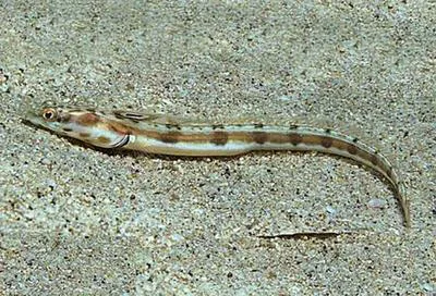 Delta pikeblenny (Chaenopsis deltarrhis)