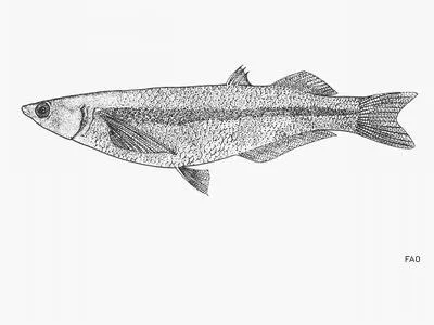 Delta silverside (Colpichthys hubbsi)