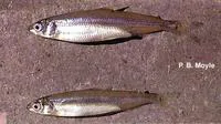 Delta smelt (Hypomesus transpacificus)