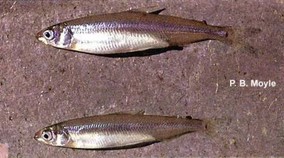 Delta smelt (Hypomesus transpacificus)