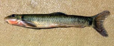 Dembea stone lapper (Garra dembeensis)