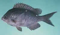 Demoiselle (Chromis dispilus)