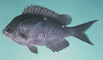Demoiselle (Chromis dispilus)