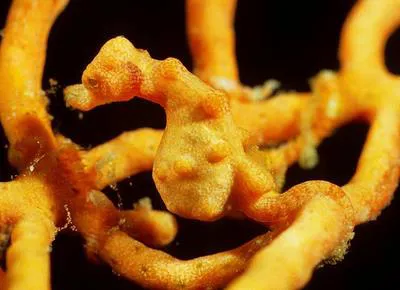 Denise's pygmy seahorse (Hippocampus denise)