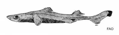 Dense-scale lantern shark (Etmopterus pycnolepis)