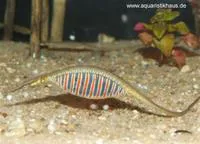 Deocata pipefish (Microphis deocata)