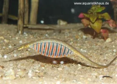 Deocata pipefish (Microphis deocata)