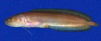 Deroy's cuskeel (Ogilbia deroyi)