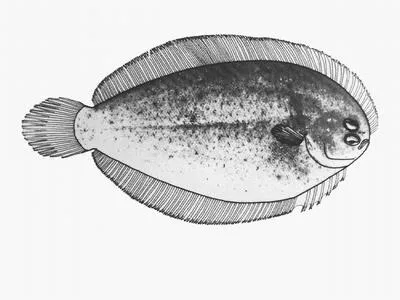 Derwent flounder (Taratretis derwentensis)