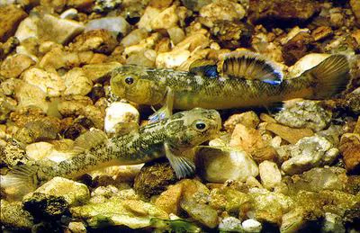 Desert goby (Chlamydogobius eremius)