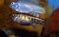 Desert pupfish (Cyprinodon macularius)
