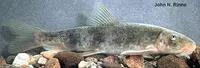 Desert sucker (Catostomus clarkii)
