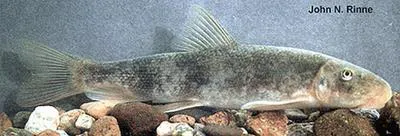 Desert sucker (Catostomus clarkii)
