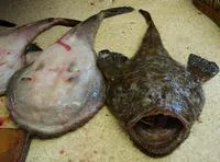 Devil anglerfish (Lophius vomerinus)
