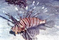 Devil firefish (Pterois miles)
