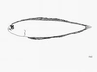 Devil's tonguefish (Symphurus diabolicus)