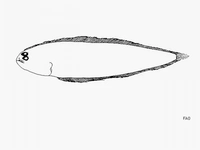 Devil's tonguefish (Symphurus diabolicus)