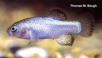 Devils Hole pupfish (Cyprinodon diabolis)