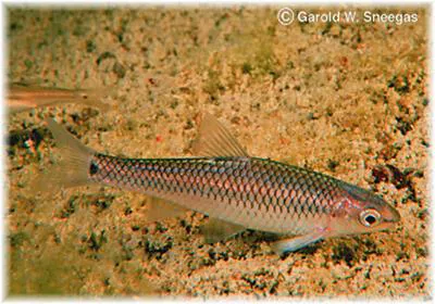 Devils River minnow (Dionda diaboli)