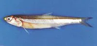 Devis' anchovy (Encrasicholina devisi)