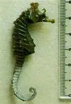 Dhiho's seahorse (Hippocampus sindonis)