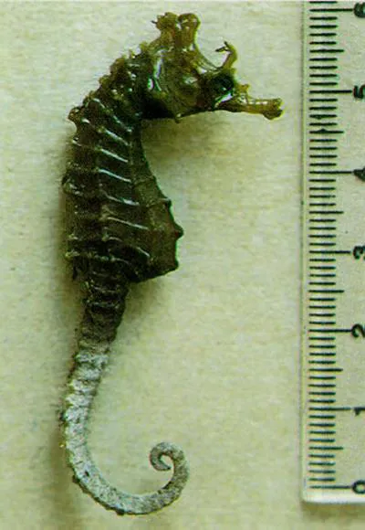 Dhiho's seahorse (Hippocampus sindonis)