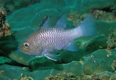 Dhofar cardinalfish (Apogon dhofar)