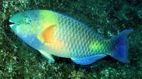 Dhofar parrotfish (Scarus zufar)