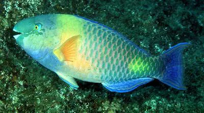 Dhofar parrotfish (Scarus zufar)