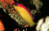 Diadem dottyback (Pictichromis diadema)