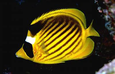 Diagonal butterflyfish (Chaetodon fasciatus)