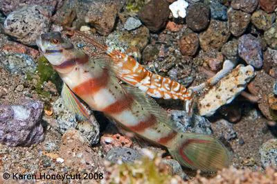 Diagonal shrimp goby (Amblyeleotris diagonalis)