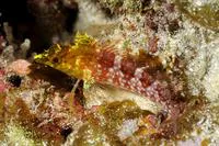 Diamond blenny (Malacoctenus boehlkei)