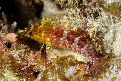 Diamond blenny (Malacoctenus boehlkei)
