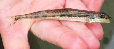 Diamond darter (Crystallaria cincotta)