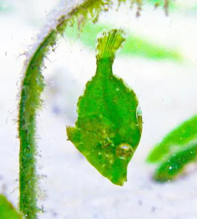 Diamond leatherjacket (Rudarius excelsus)