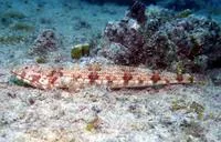 Diamond lizardfish (Synodus synodus)