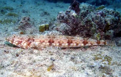 Diamond lizardfish (Synodus synodus)
