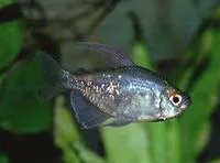 Diamond tetra (Moenkhausia pittieri)