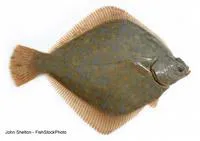 Diamond turbot (Hypsopsetta guttulata)