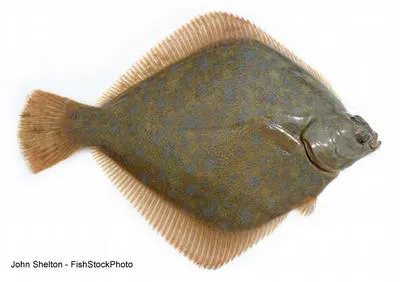 Diamond turbot (Hypsopsetta guttulata)
