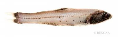 Diamondcheek lanternfish (Lampanyctus intricarius)