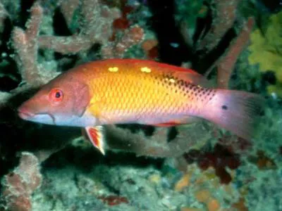 Diana's hogfish (Bodianus diana)